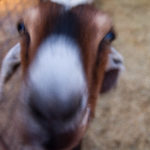 LD Goat close up